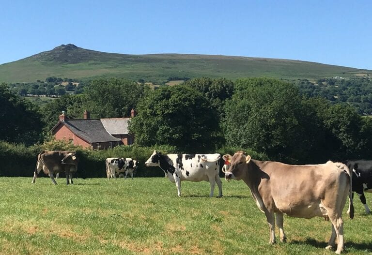 Dairy Herd At The Foothills Of Carningli Mountain