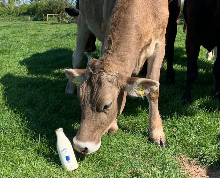 Dairy cow at Midoa