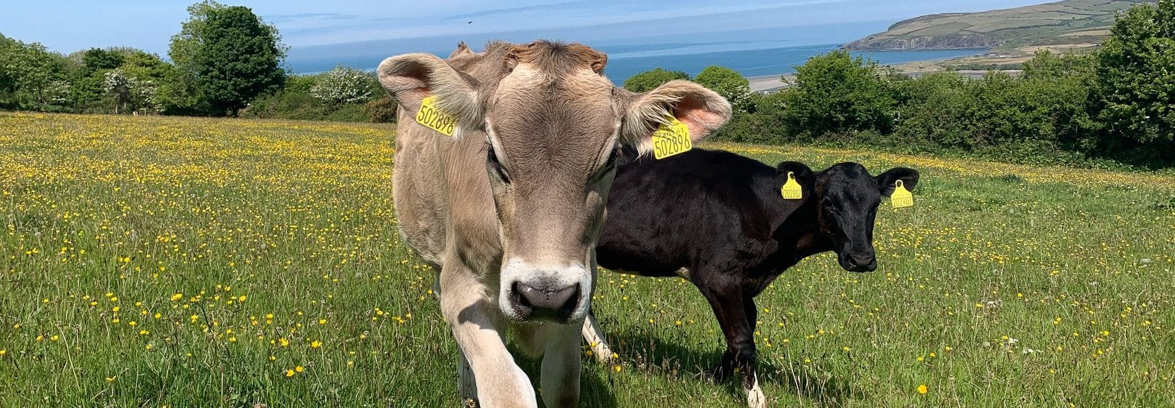Cows at Pembrokeshire Midoa