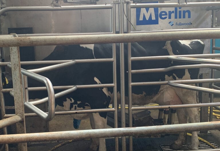 Robotic Milking At Midoa