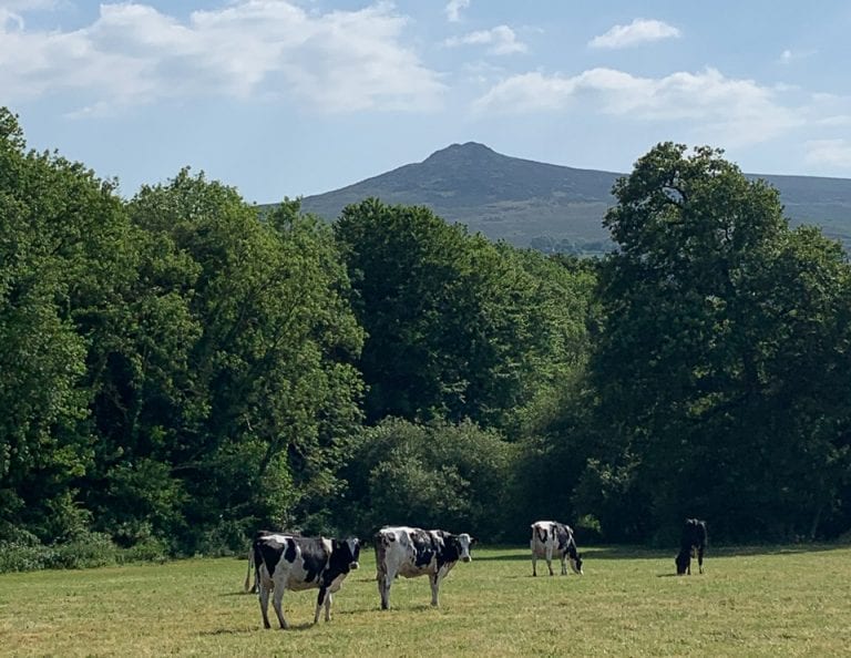 Pembrokeshire Dairy Farm, Midoa cows