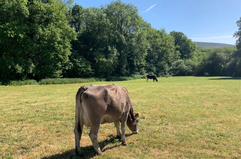 Midoa Cow