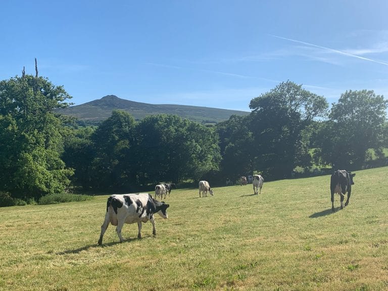 Midoa Herd in the sunshine under Carningli Mountain in Pembrokeshire