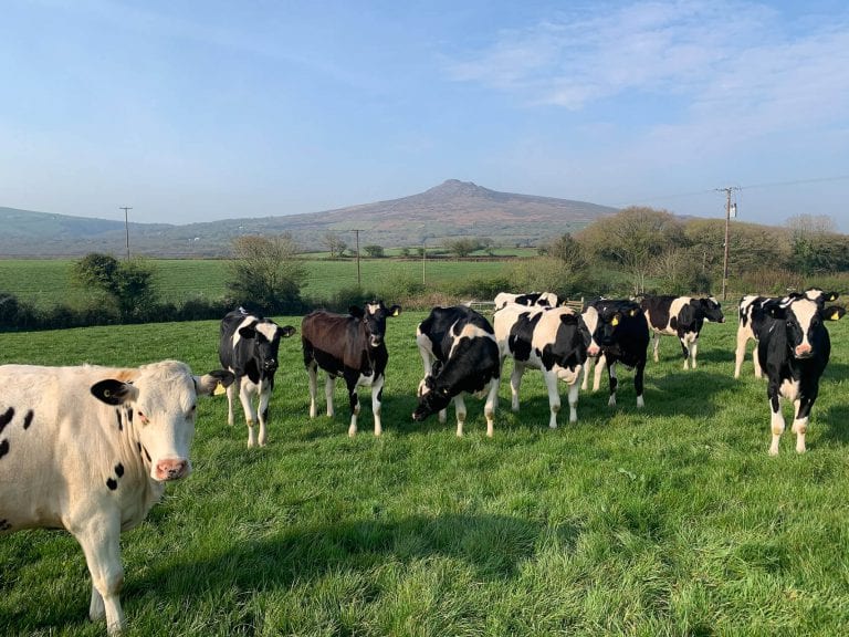 Local Dairy Farm Midoa Cows