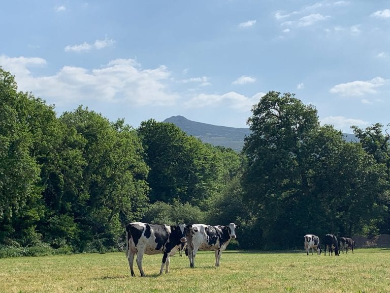 Cows at dairy farm, Midoa